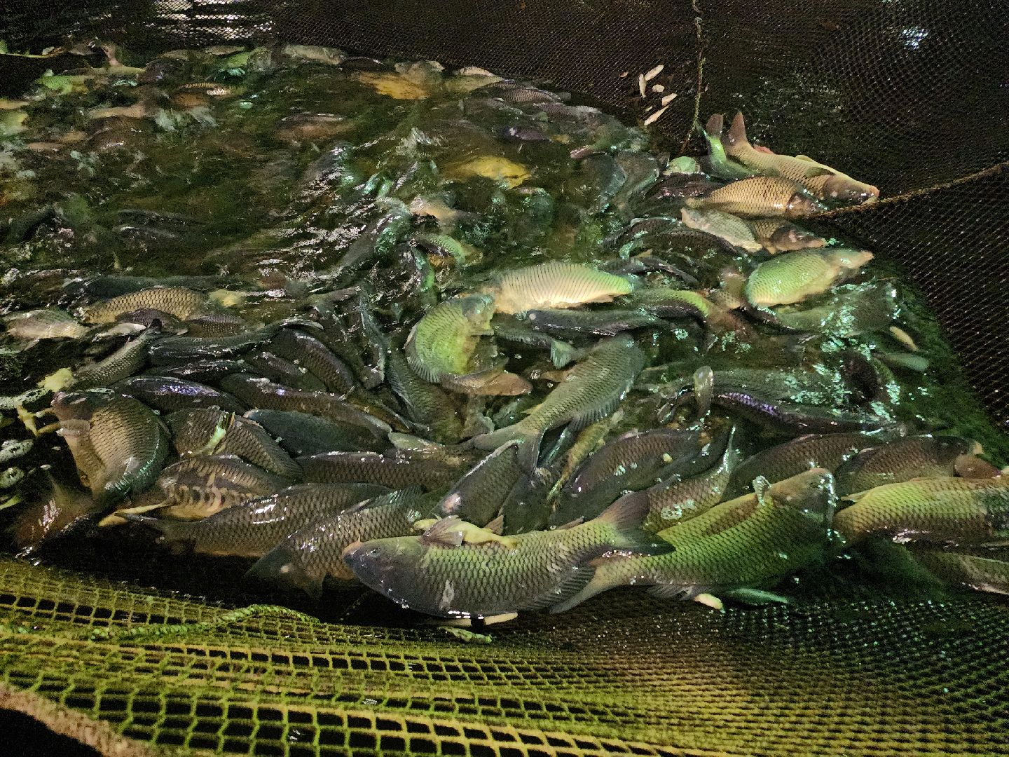 Егорьевск, рыбокомбинат, ЦНА, Подмосковье, бизнес в подмосковье, Московская область,вертикалка, вертикальное видео,