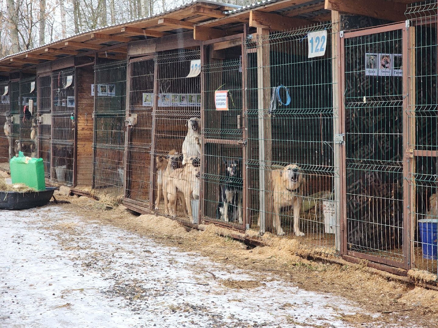 ногинск, собачий приют, несоблюдение правил содержания животных,