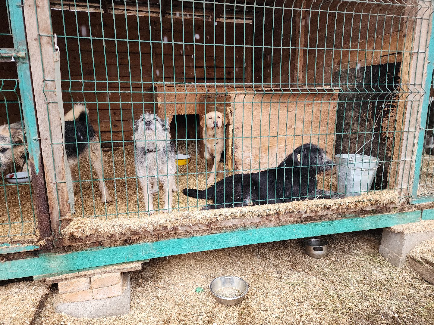ногинск, собачий приют, несоблюдение правил содержания животных,