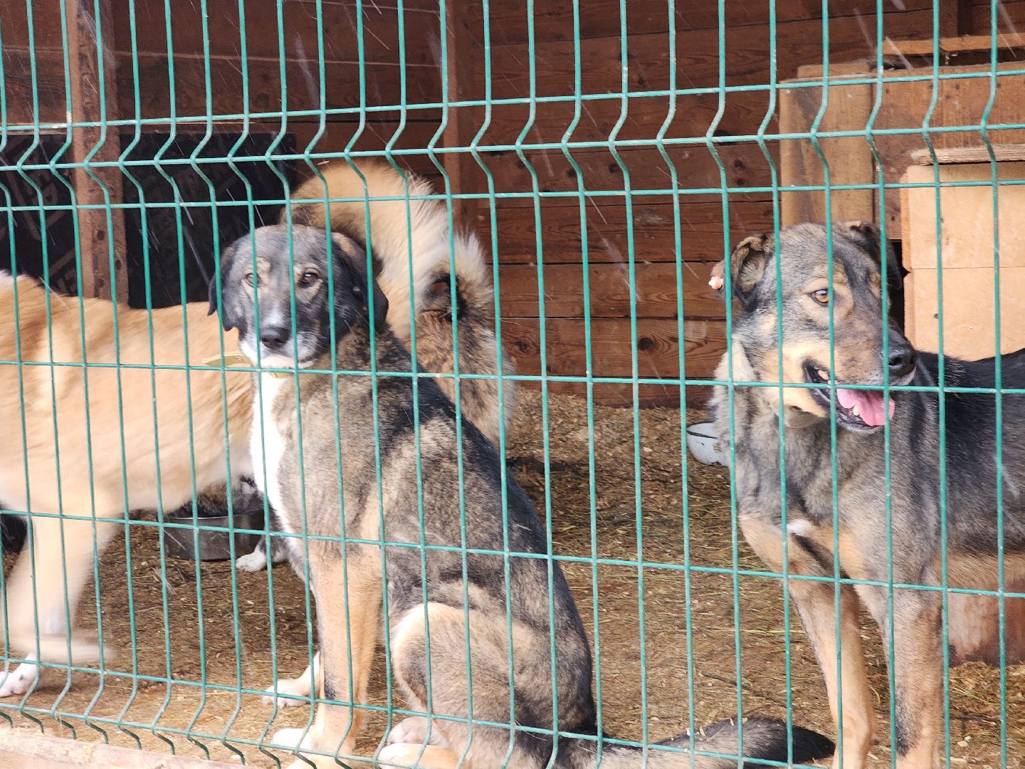 ногинск, собачий приют, несоблюдение правил содержания животных,