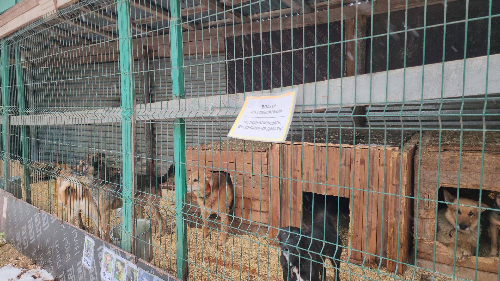ногинск, собачий приют, несоблюдение правил содержания животных,