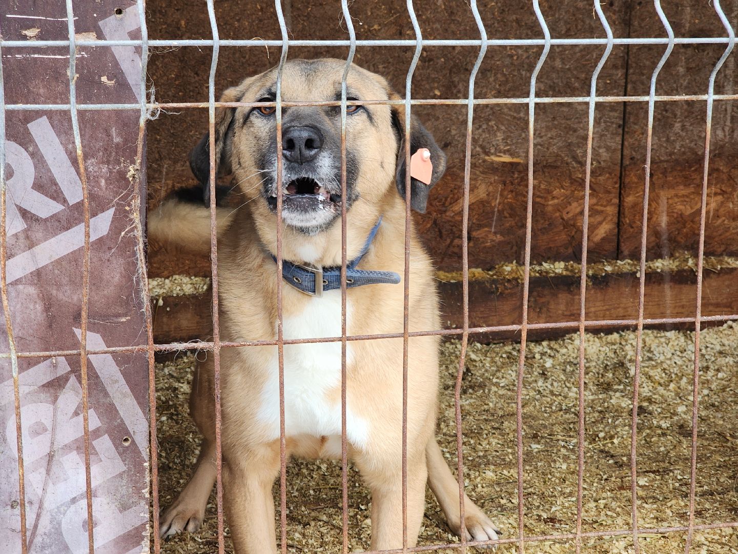 ногинск, собачий приют, несоблюдение правил содержания животных,