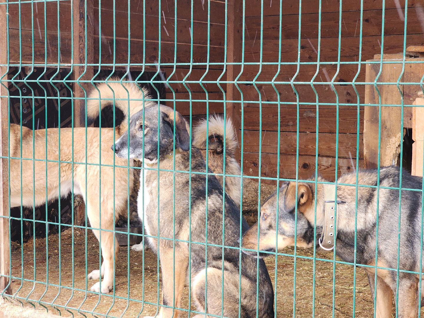 ногинск, собачий приют, несоблюдение правил содержания животных,