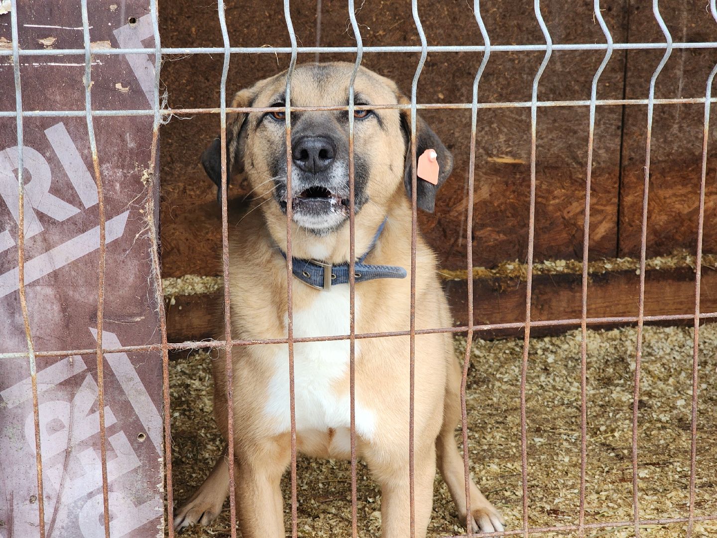 ногинск, собачий приют, несоблюдение правил содержания животных,