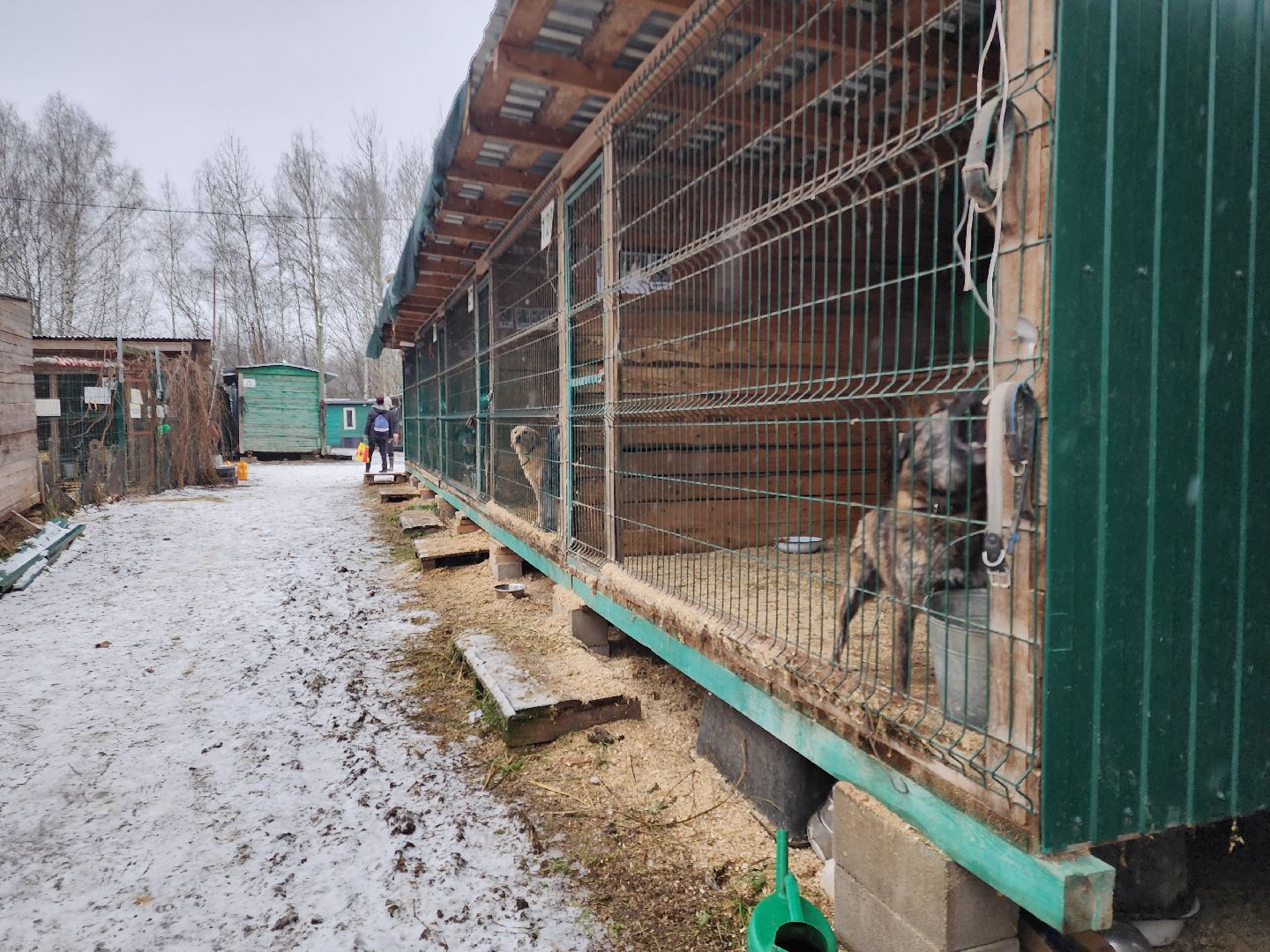 ногинск, собачий приют, несоблюдение правил содержания животных,