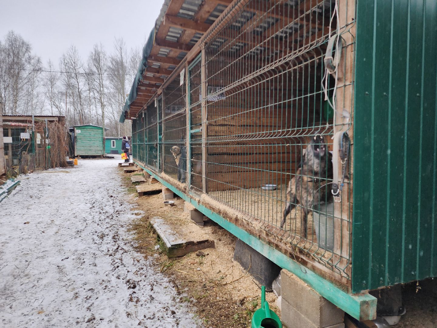 ногинск, собачий приют, несоблюдение правил содержания животных,