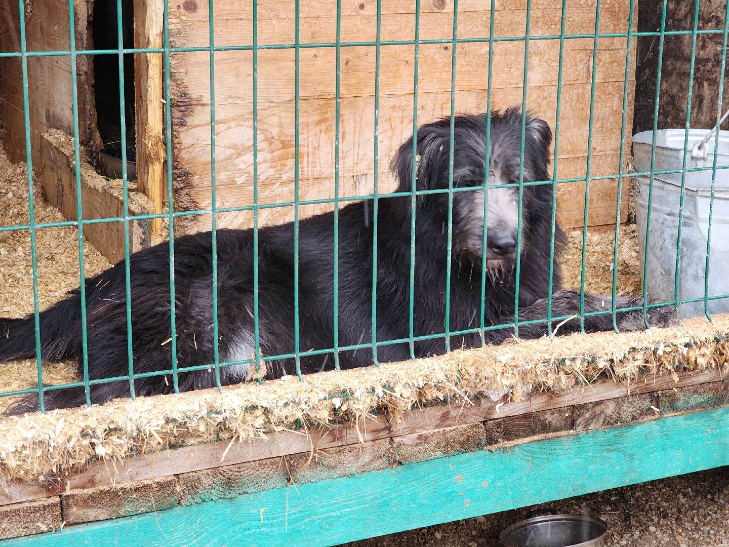 ногинск, собачий приют, несоблюдение правил содержания животных,