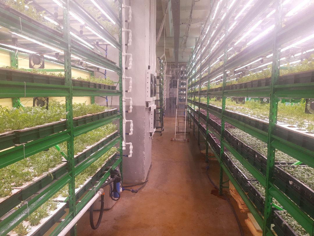 Пущкино, инновации, эксклюзив, экономика