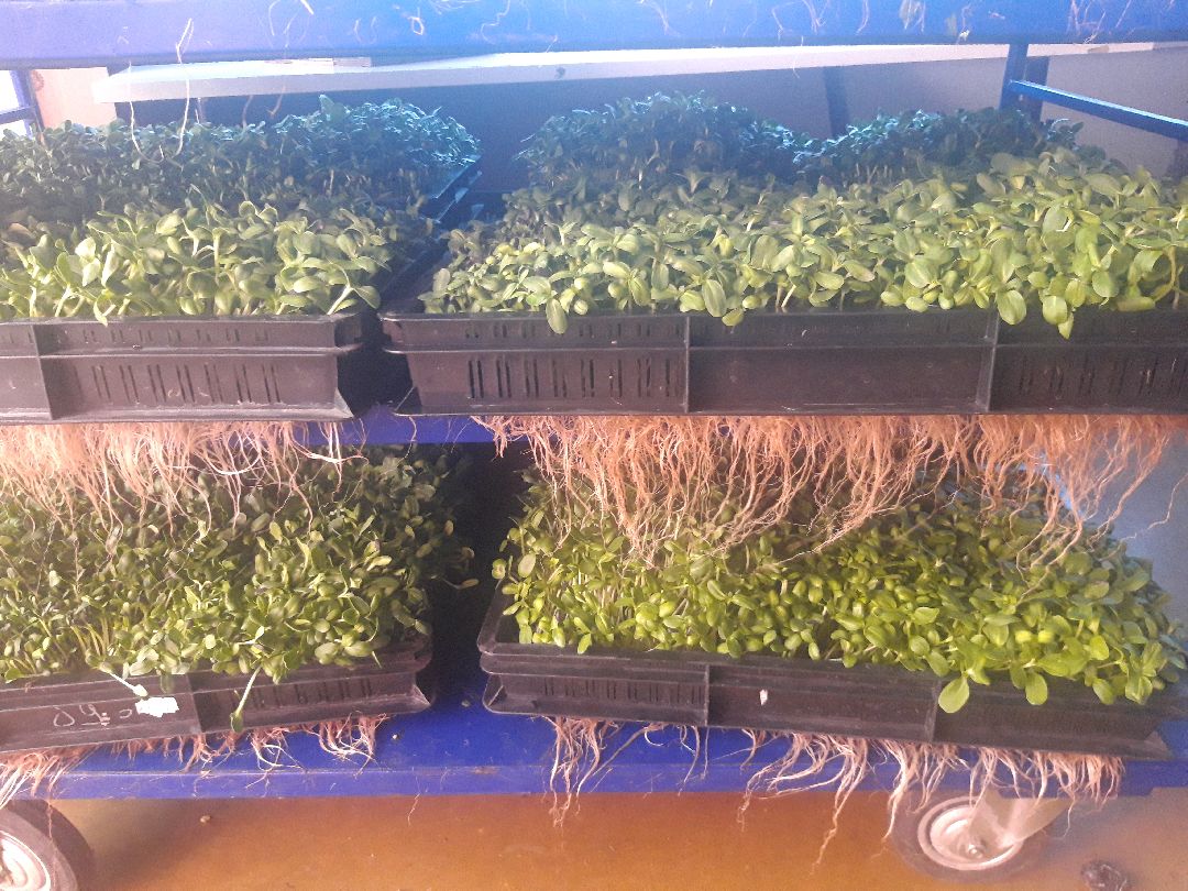 Пущкино, инновации, эксклюзив, экономика