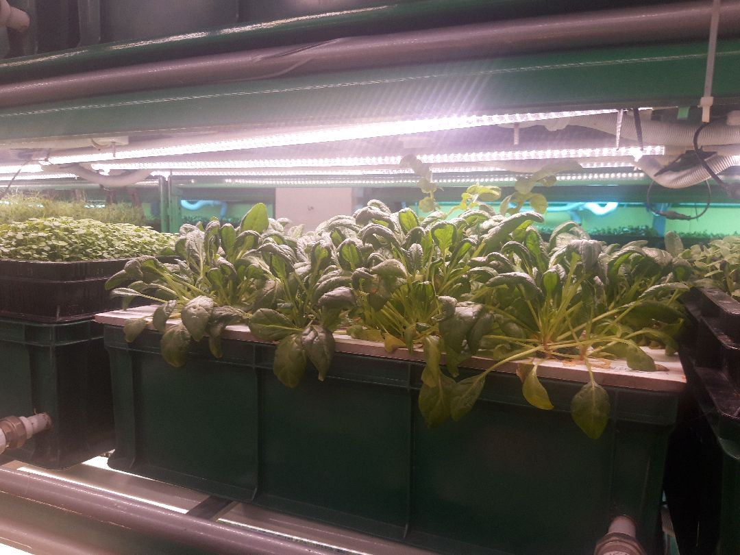 Пущкино, инновации, эксклюзив, экономика