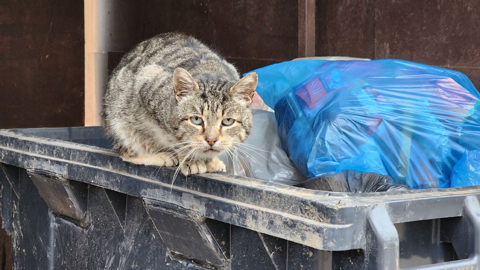кашира, выездная администрация, контейнерная площадка, вывоз мусора,