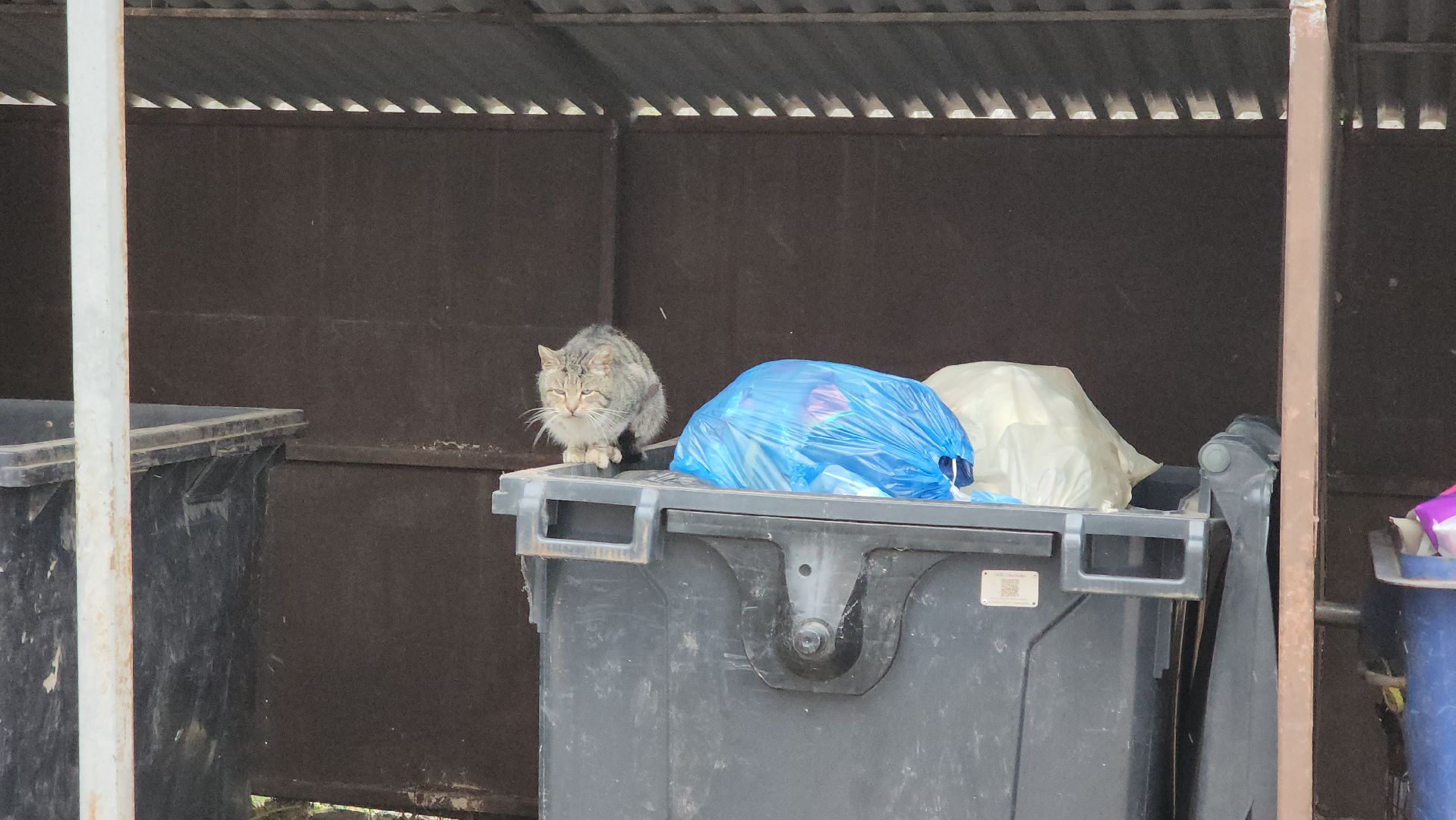 кашира, выездная администрация, контейнерная площадка, вывоз мусора,