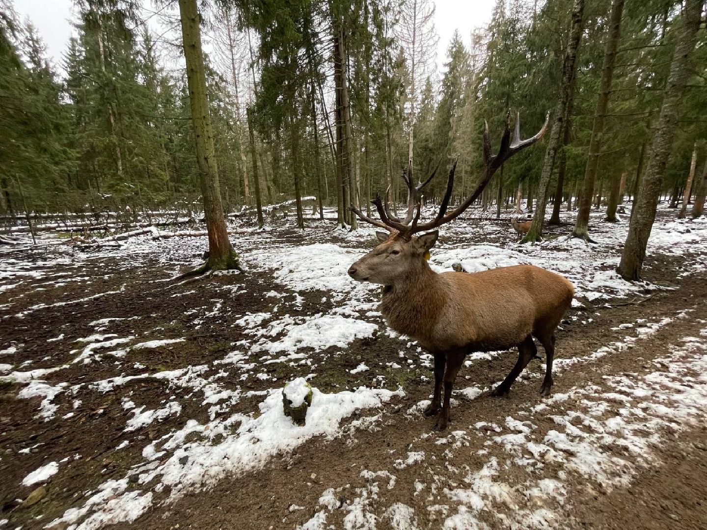 талдом, арт-усадьба веретьево, туризм, вертикалки,