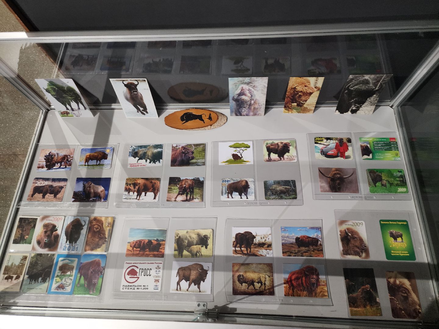 серпухов, подмосковье, музей природы, зубры, бизоны, выставка, мумузей, книга рекордов россии,