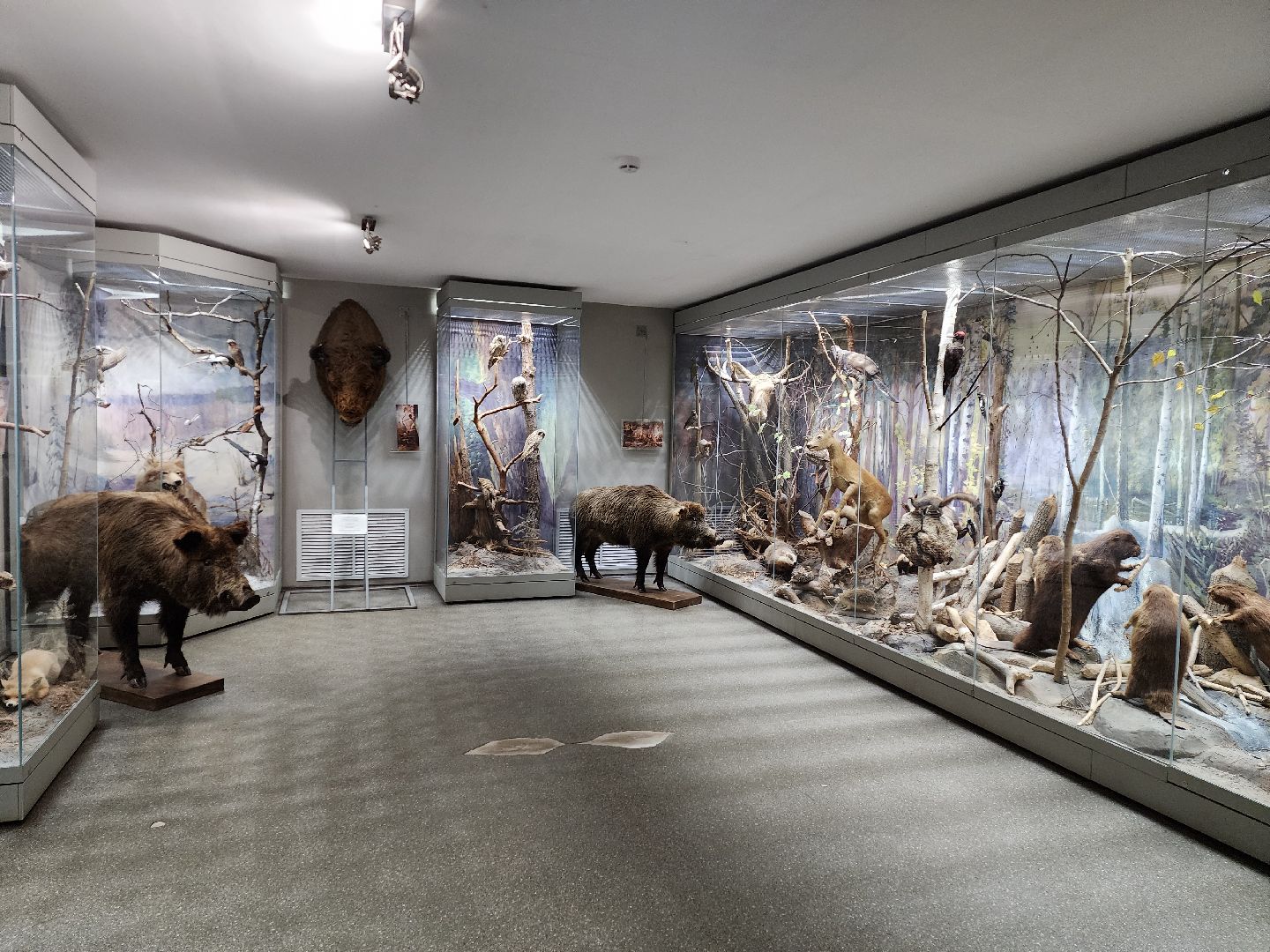 серпухов, подмосковье, музей природы, зубры, бизоны, выставка, мумузей, книга рекордов россии,