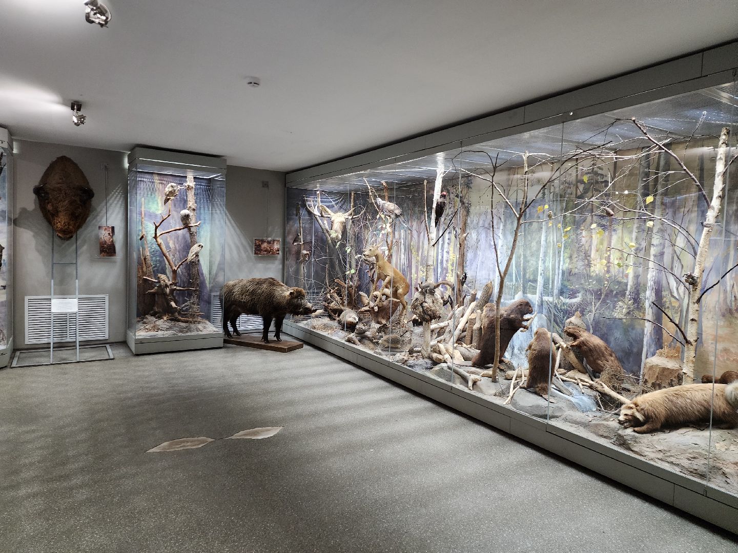 серпухов, подмосковье, музей природы, зубры, бизоны, выставка, мумузей, книга рекордов россии,