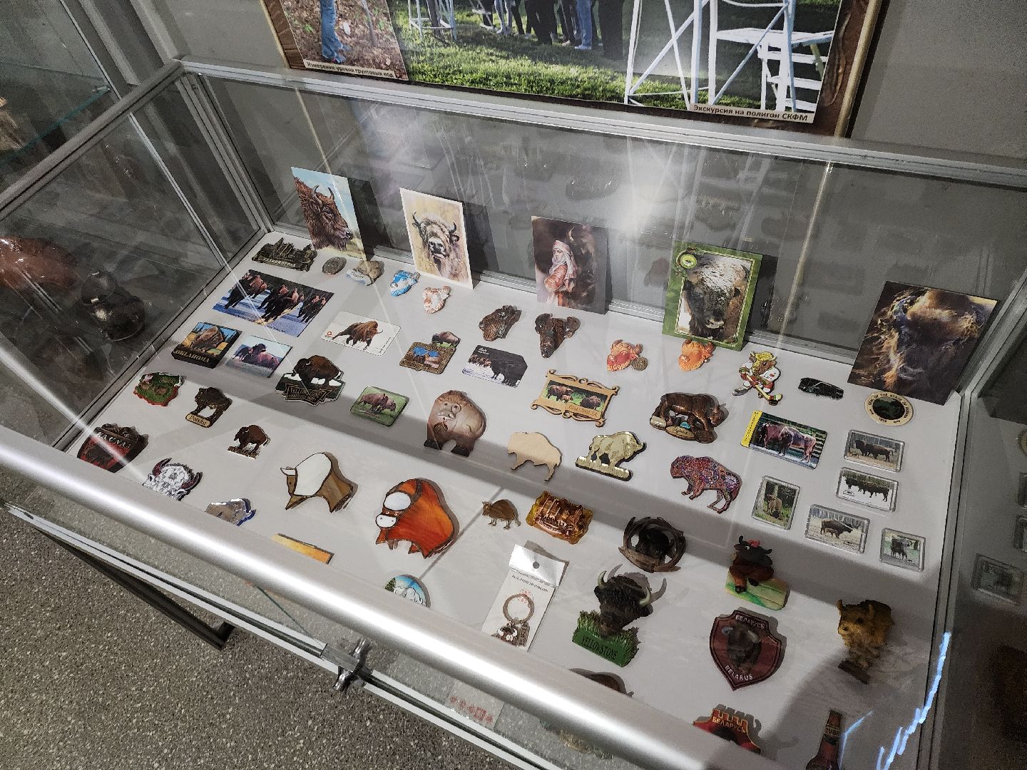серпухов, подмосковье, музей природы, зубры, бизоны, выставка, мумузей, книга рекордов россии,