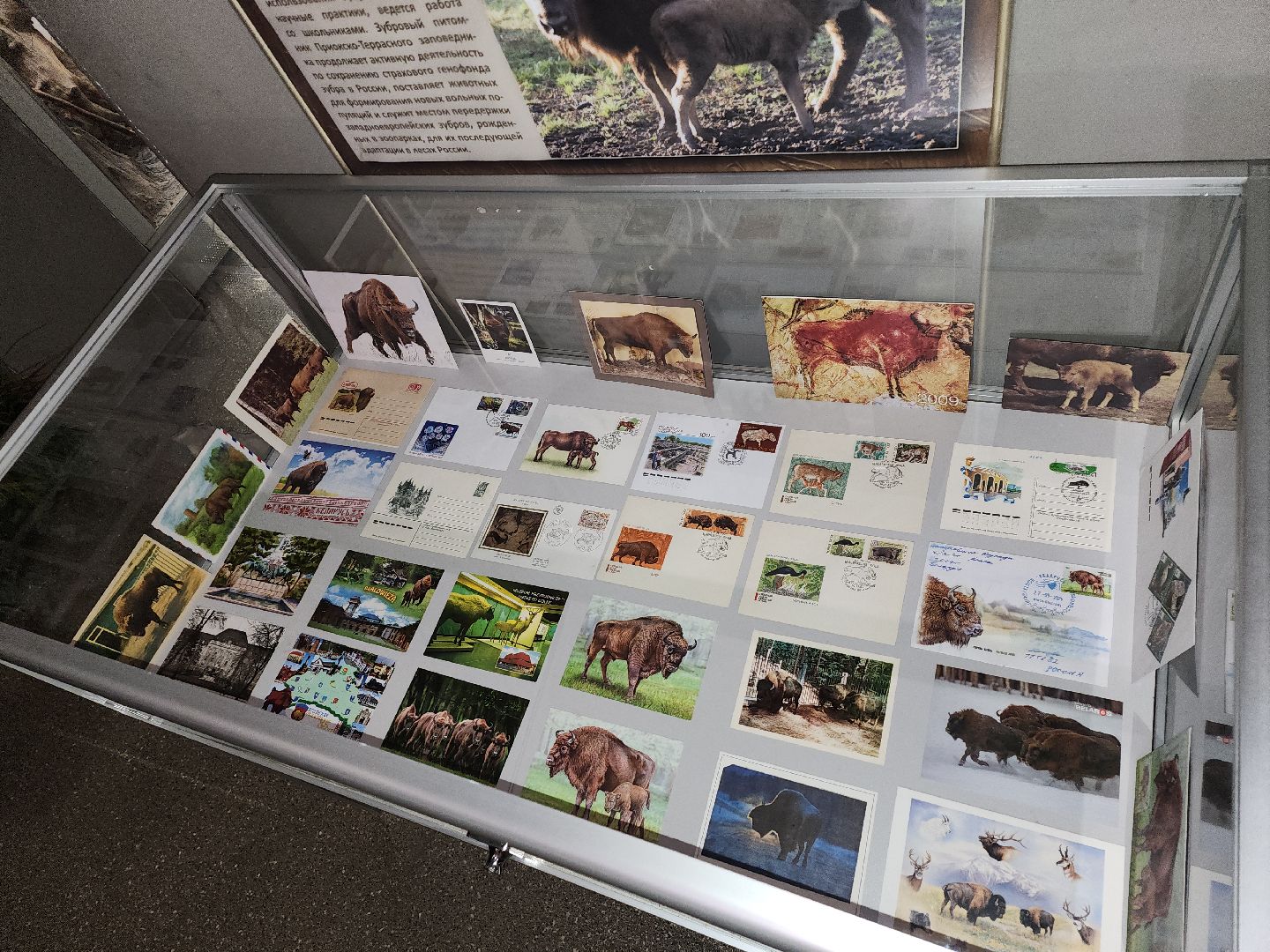 серпухов, подмосковье, музей природы, зубры, бизоны, выставка, мумузей, книга рекордов россии,