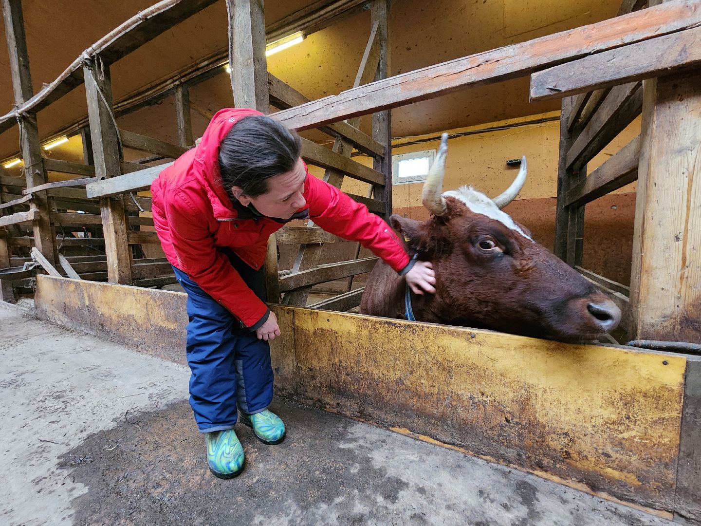Чехов, деревня Булычево, ферма Черный лис, молочное производство, животноводство, сельское хозяйство, производство молочных продуктов, авторские сыры, традиционные сыры,импортозамещение,меры поддержки,