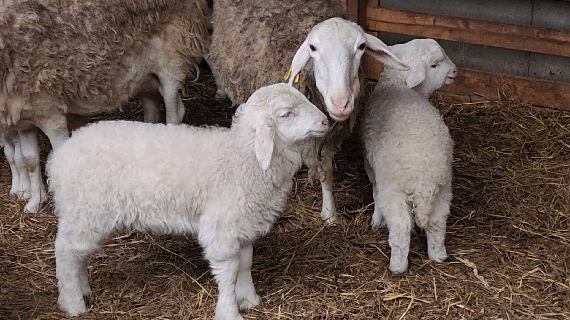 Чехов, деревня Булычево, ферма Черный лис, молочное производство, животноводство, сельское хозяйство, производство молочных продуктов, авторские сыры, традиционные сыры,импортозамещение,меры поддержки,