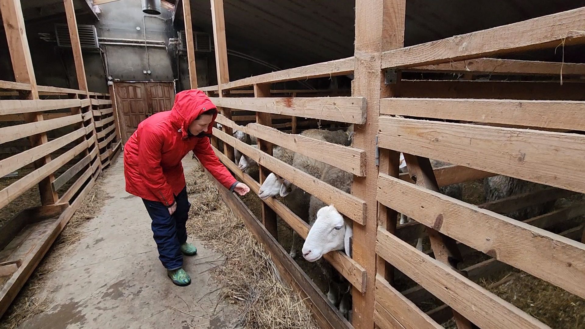 Чехов, деревня Булычево, ферма Черный лис, молочное производство, животноводство, сельское хозяйство, производство молочных продуктов, авторские сыры, традиционные сыры,импортозамещение,меры поддержки,