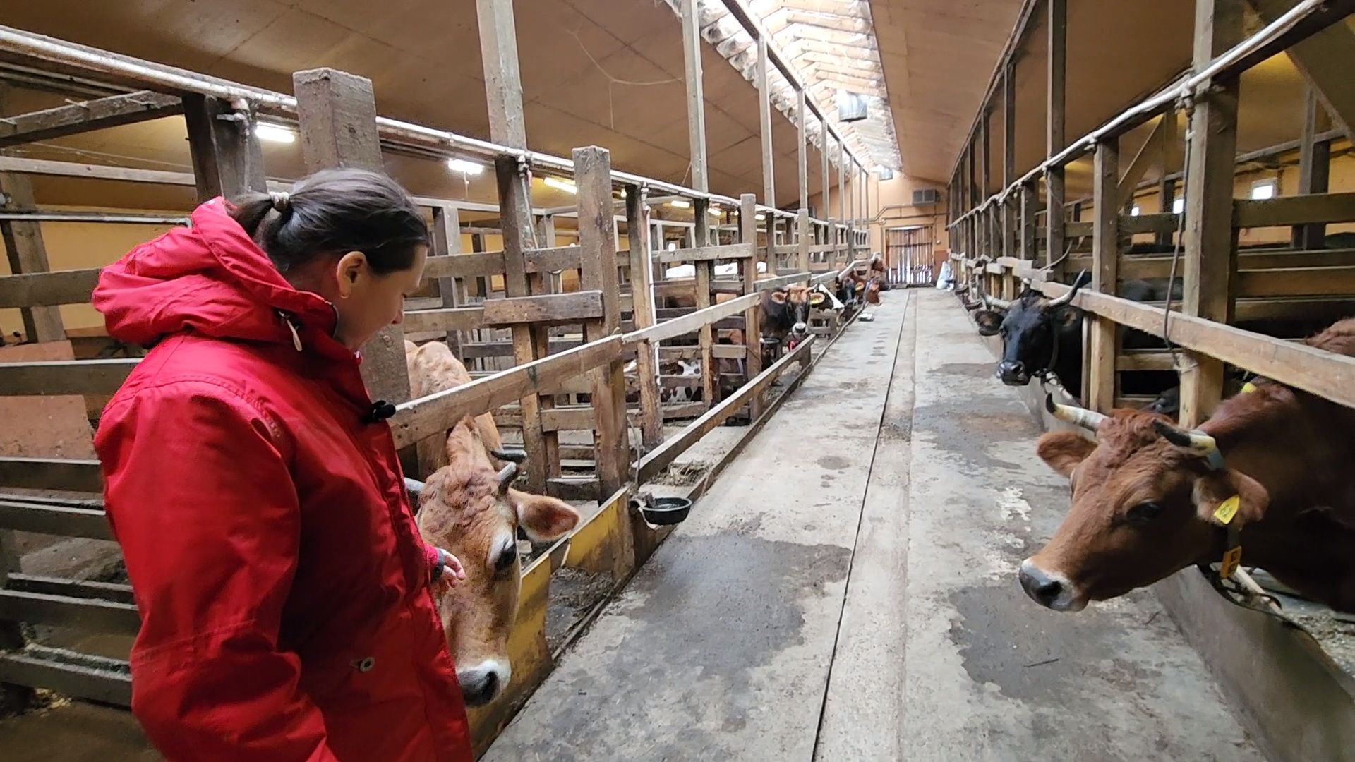 Чехов, деревня Булычево, ферма Черный лис, молочное производство, животноводство, сельское хозяйство, производство молочных продуктов, авторские сыры, традиционные сыры,импортозамещение,меры поддержки,