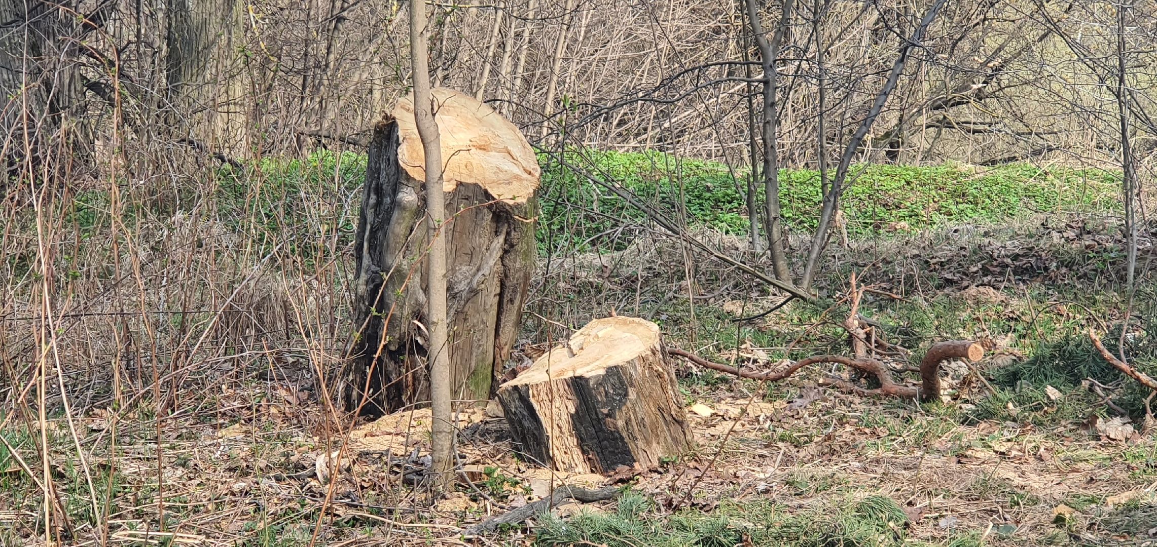 сухостойные деревья, парки Домодедова, благоустройство