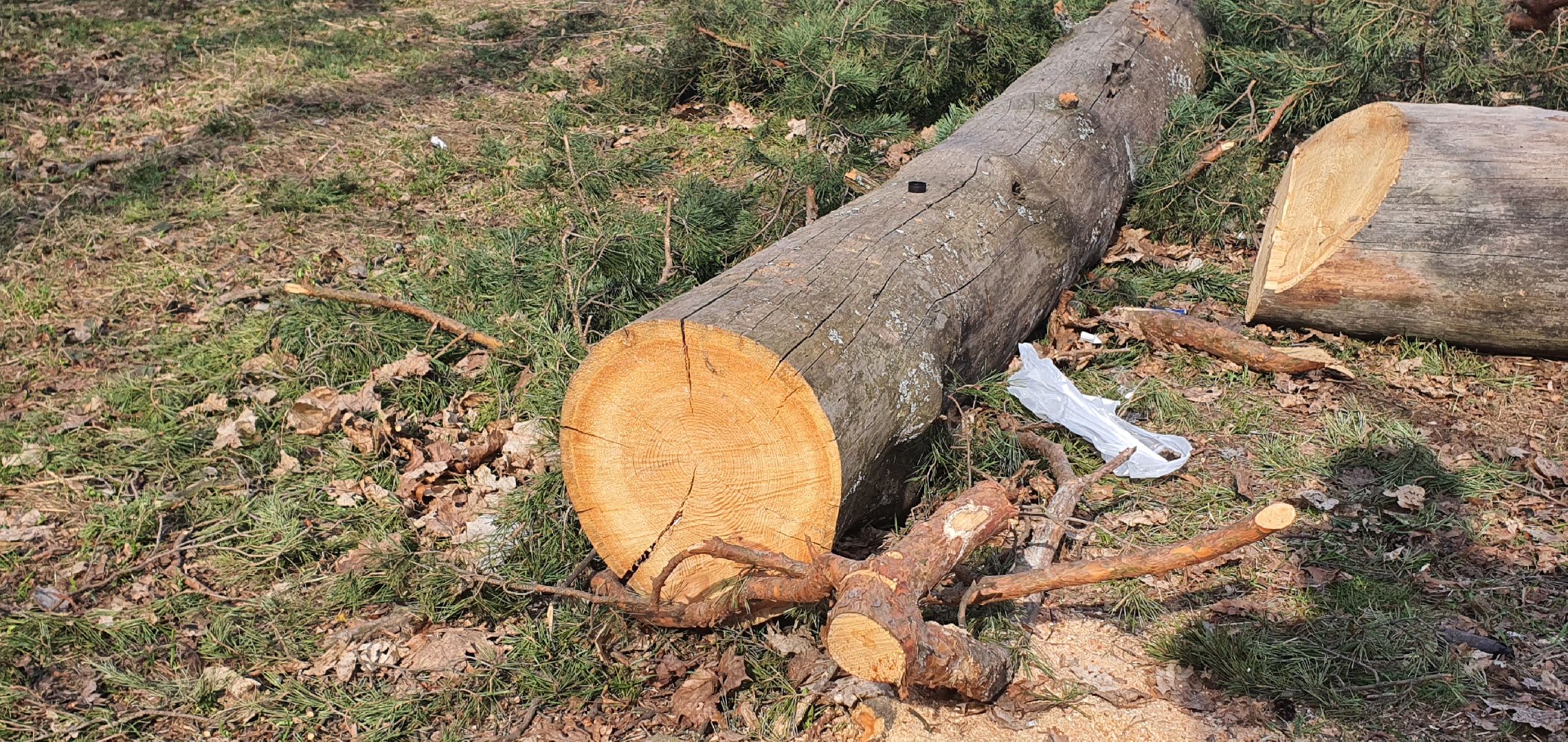 сухостойные деревья, парки Домодедова, благоустройство