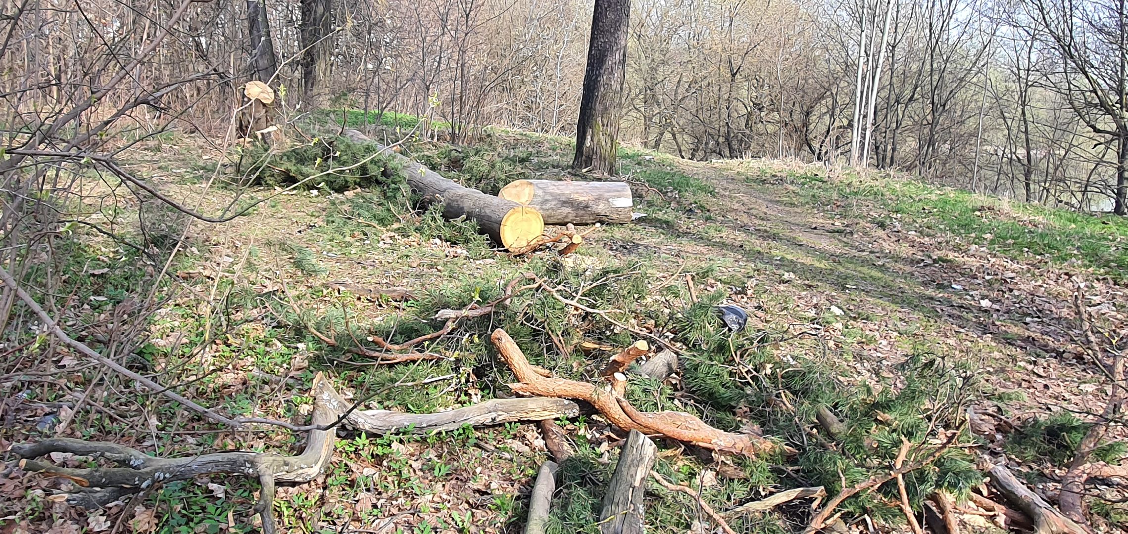 сухостойные деревья, парки Домодедова, благоустройство