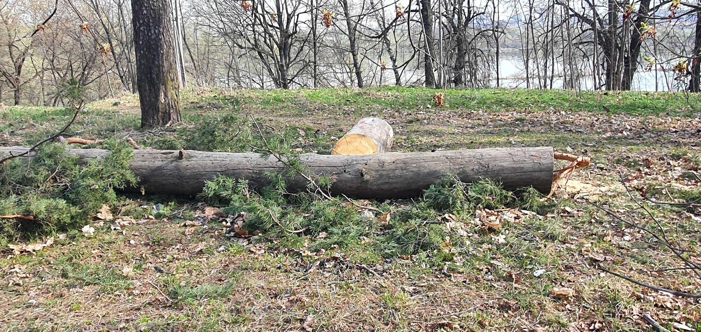 сухостойные деревья, парки Домодедова, благоустройство