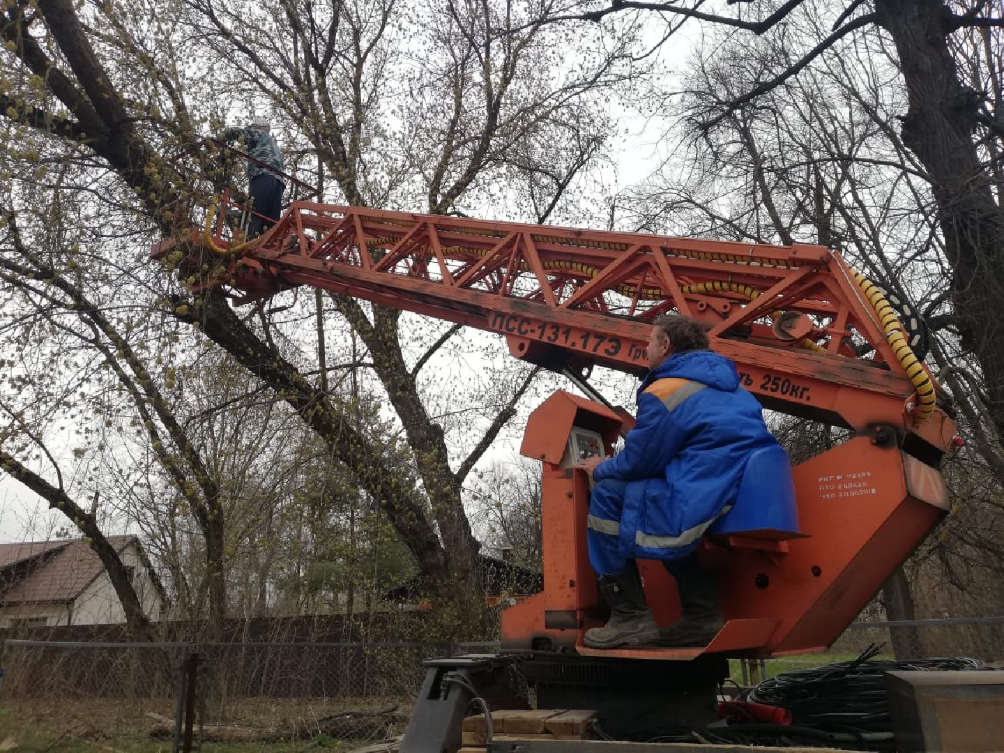 сухостойные деревья, парки Домодедова, благоустройство