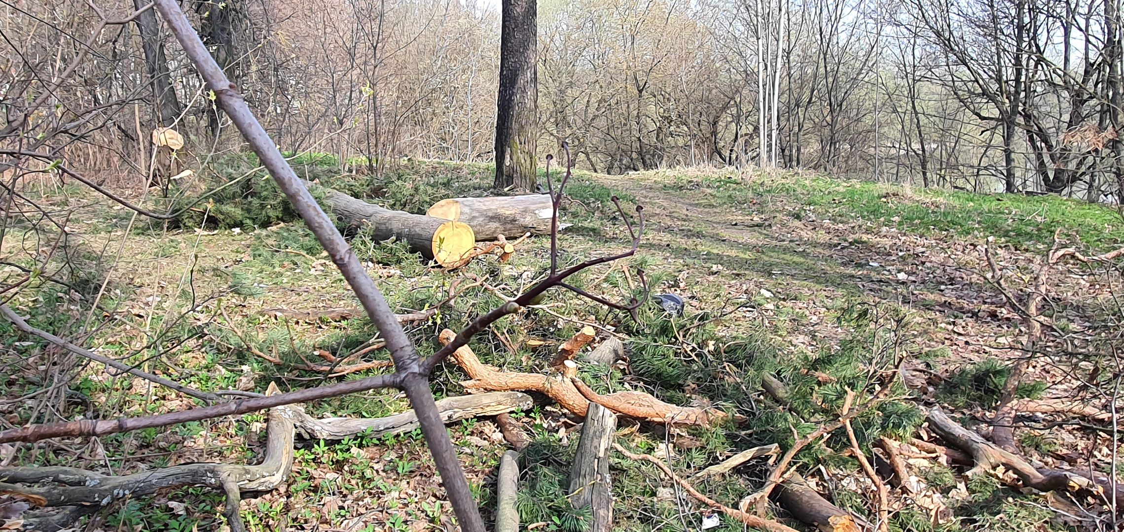 сухостойные деревья, парки Домодедова, благоустройство