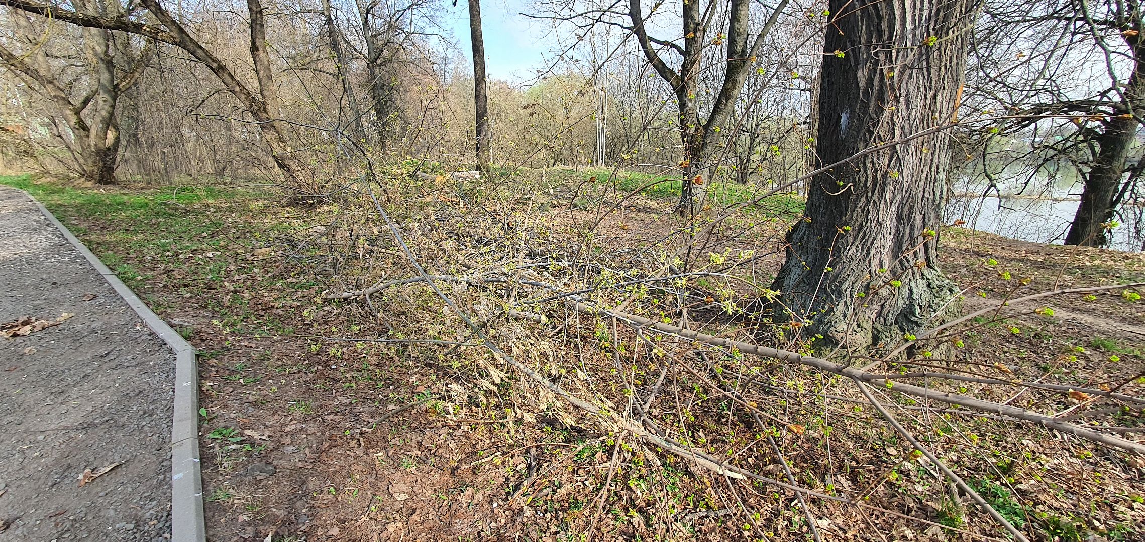 сухостойные деревья, парки Домодедова, благоустройство