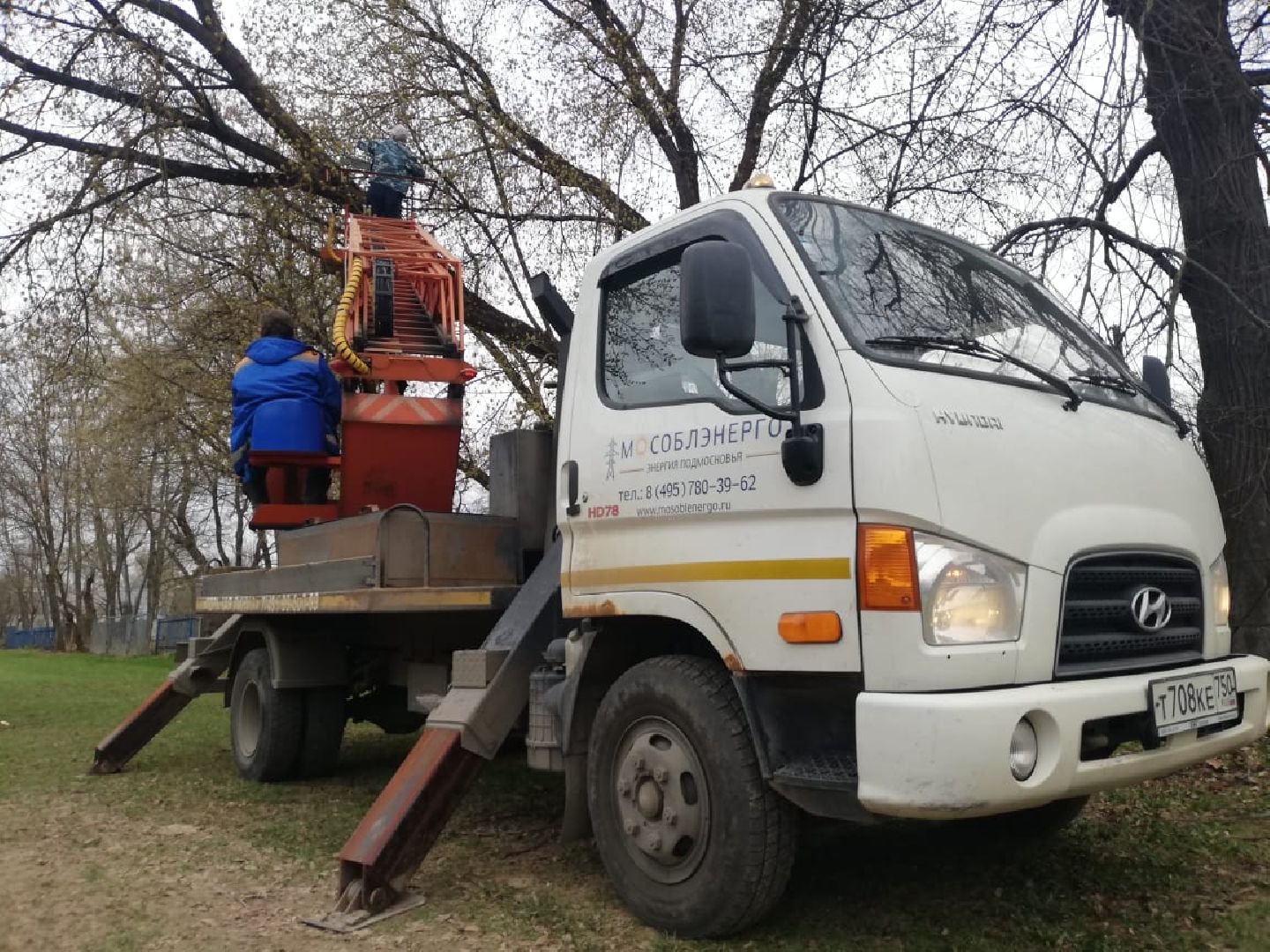 сухостойные деревья, парки Домодедова, благоустройство