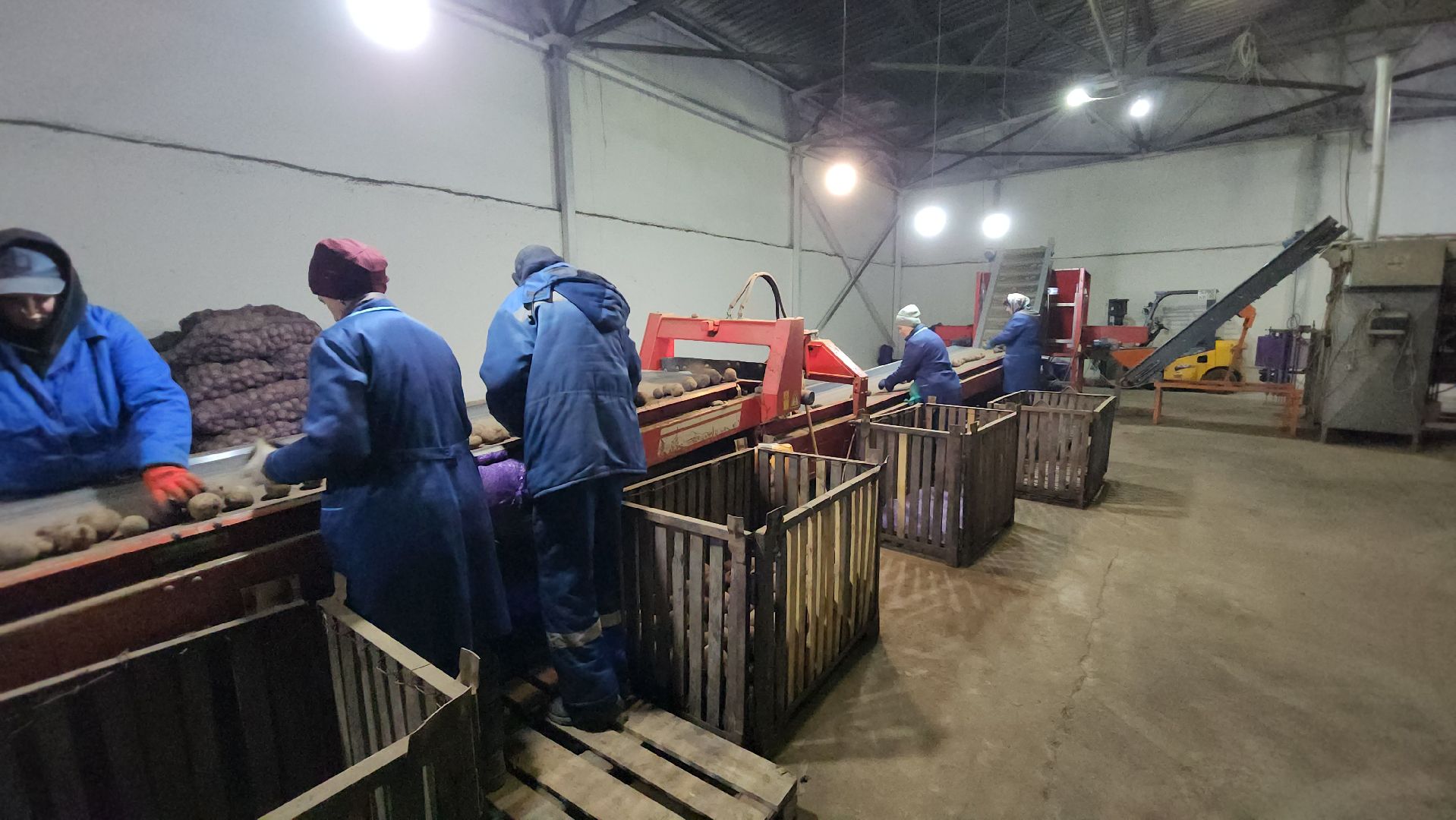 серпухов, сельское хозяйство, ао дашковка, свекла, овощная база, продовольствие, вертикалки,