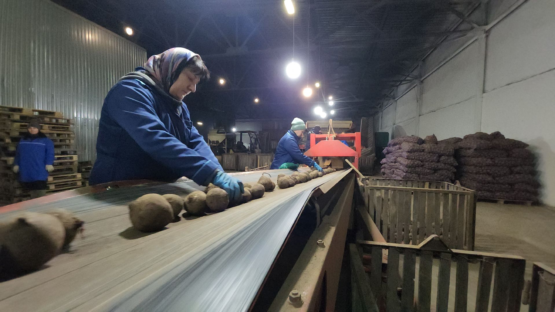 серпухов, сельское хозяйство, ао дашковка, свекла, овощная база, продовольствие, вертикалки,