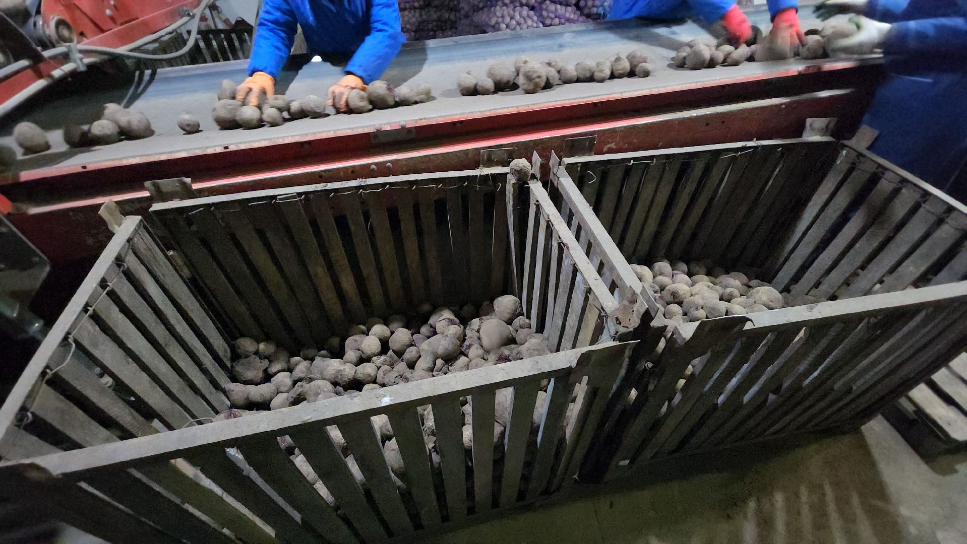 серпухов, сельское хозяйство, ао дашковка, свекла, овощная база, продовольствие, вертикалки,