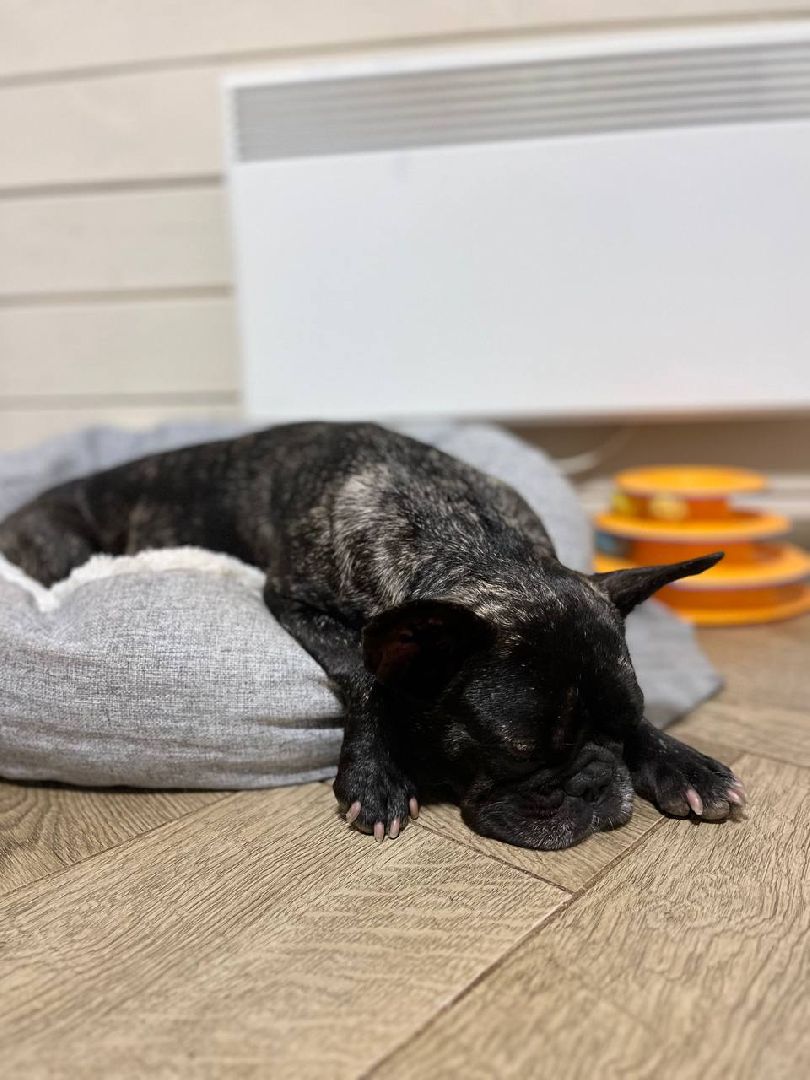 ногинск, приют для собак, собаки, ищем дом, муниципальный приют, вертикалки,