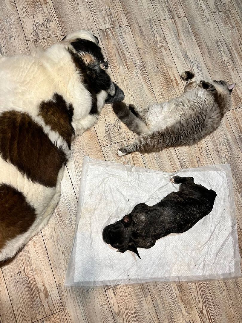 ногинск, приют для собак, собаки, ищем дом, муниципальный приют, вертикалки,