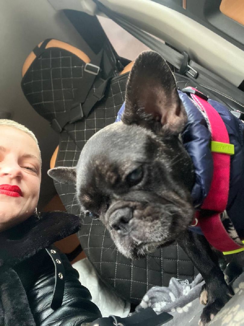 ногинск, приют для собак, собаки, ищем дом, муниципальный приют, вертикалки,