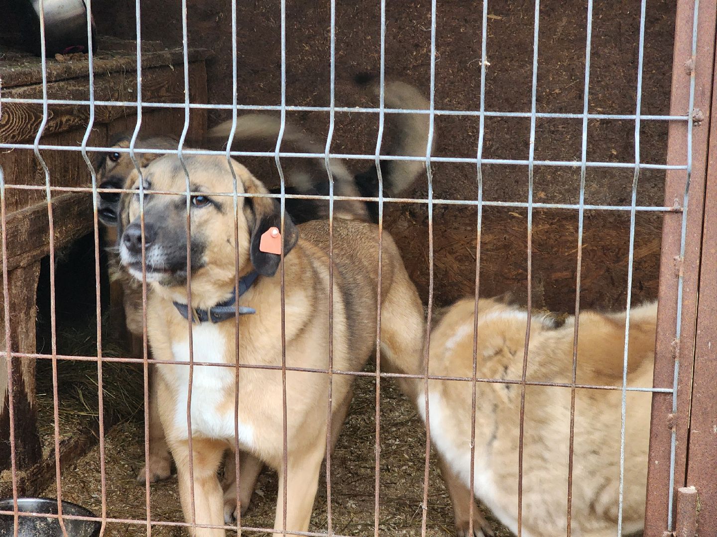 ногинск, приют для собак, собаки, ищем дом, муниципальный приют, вертикалки,