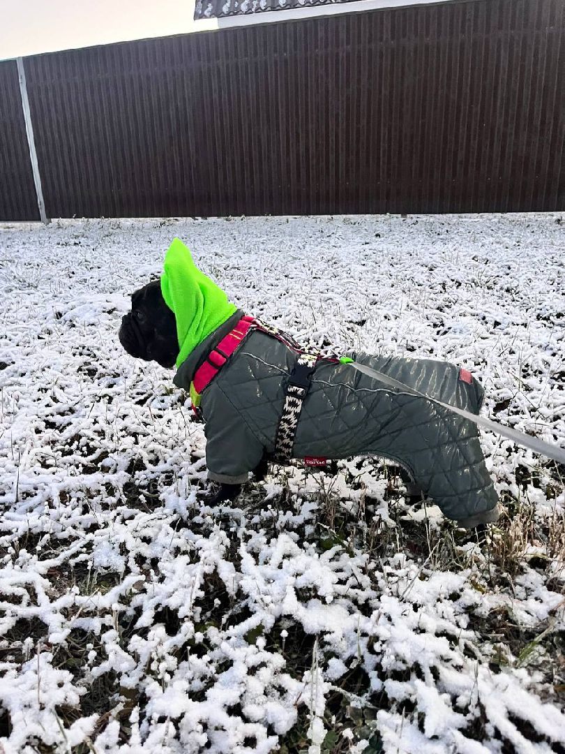 ногинск, приют для собак, собаки, ищем дом, муниципальный приют, вертикалки,