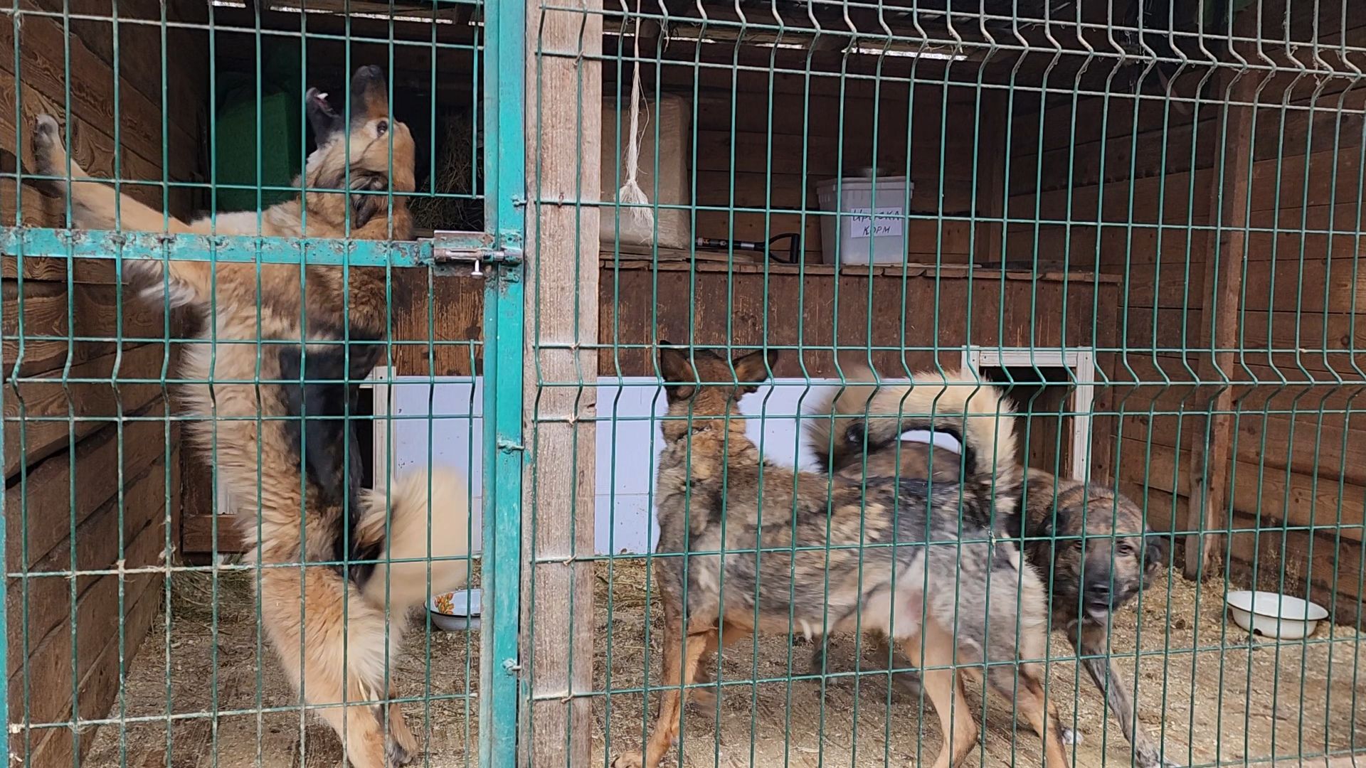 ногинск, приют для собак, собаки, ищем дом, муниципальный приют, вертикалки,