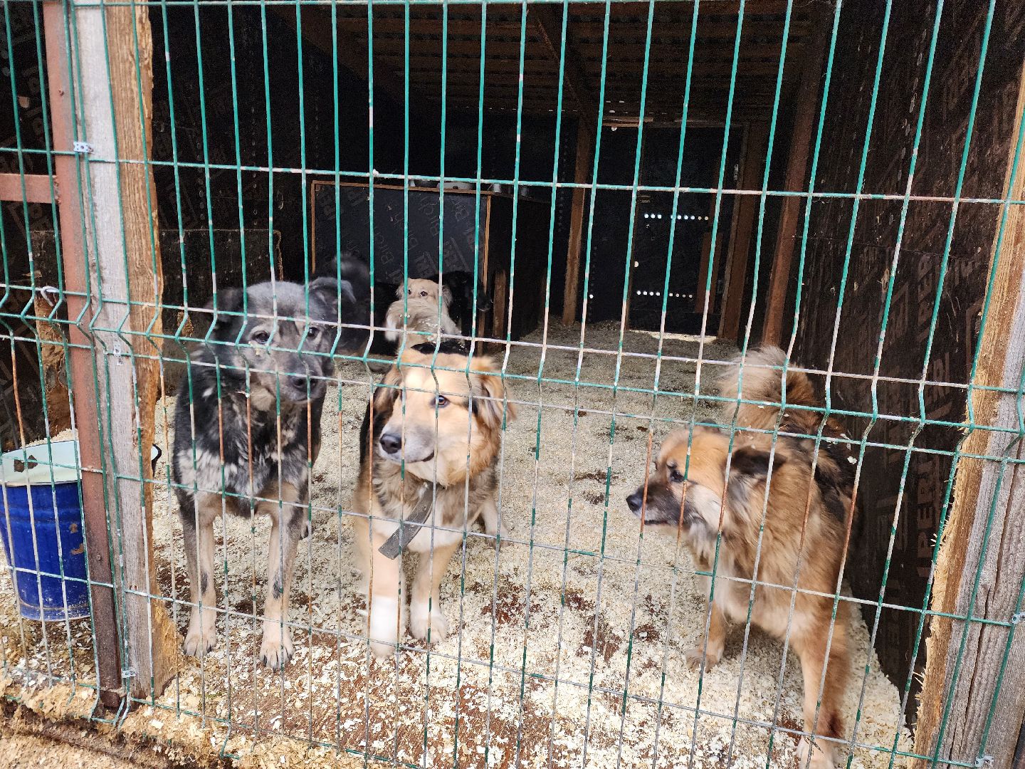 ногинск, приют для собак, собаки, ищем дом, муниципальный приют, вертикалки,