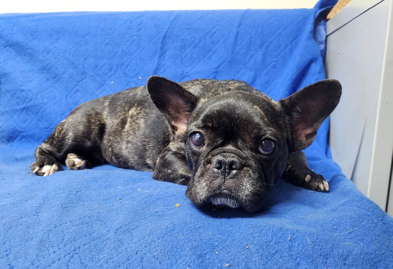 ногинск, приют для собак, собаки, ищем дом, муниципальный приют, вертикалки,