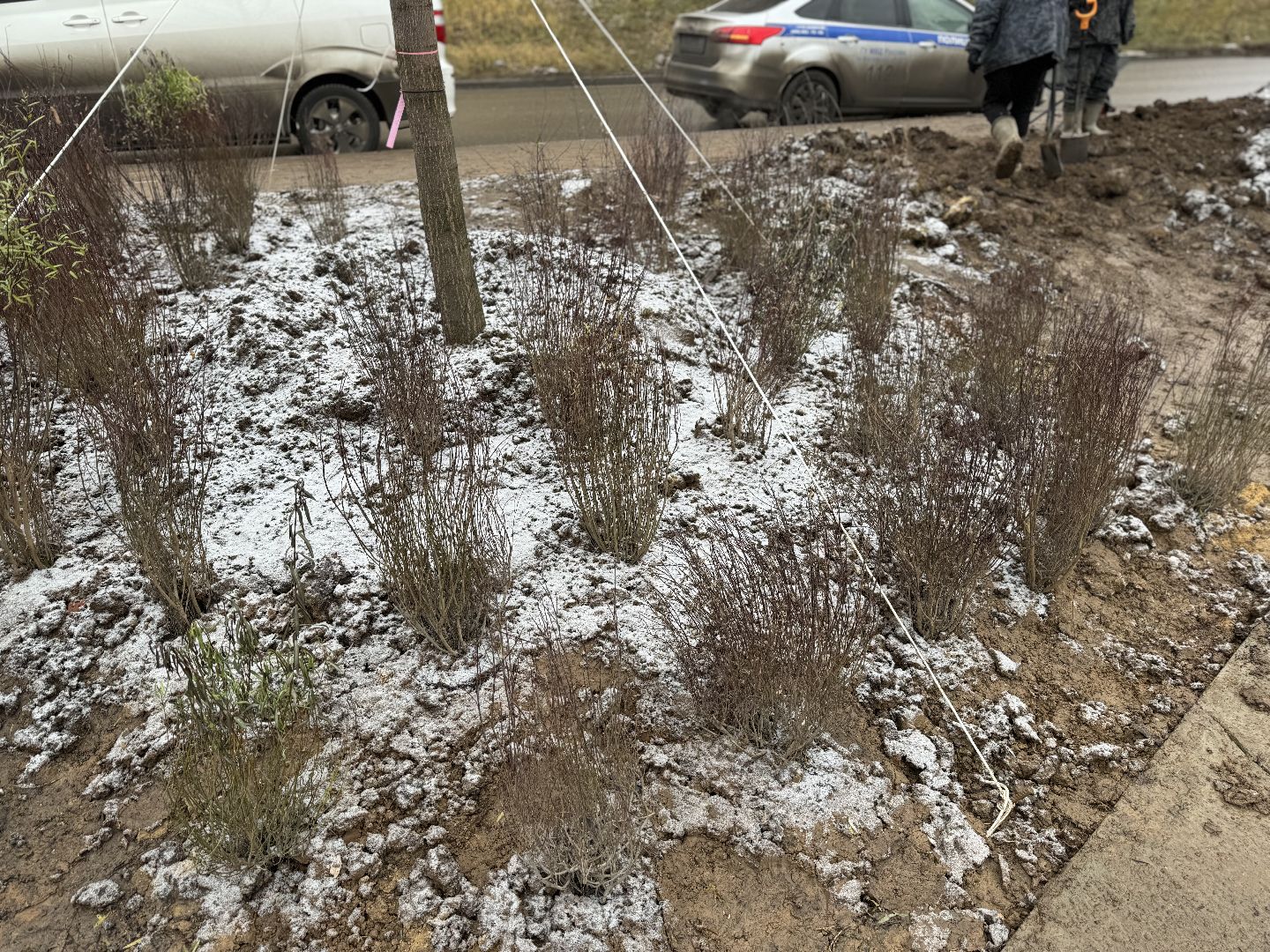 вертикалки, Благоустройство пруда, Тарычевский пруд, Девелоперская компания Брусника, Ревитализация малого тарычевского пруда, жк зеленые аллеи,