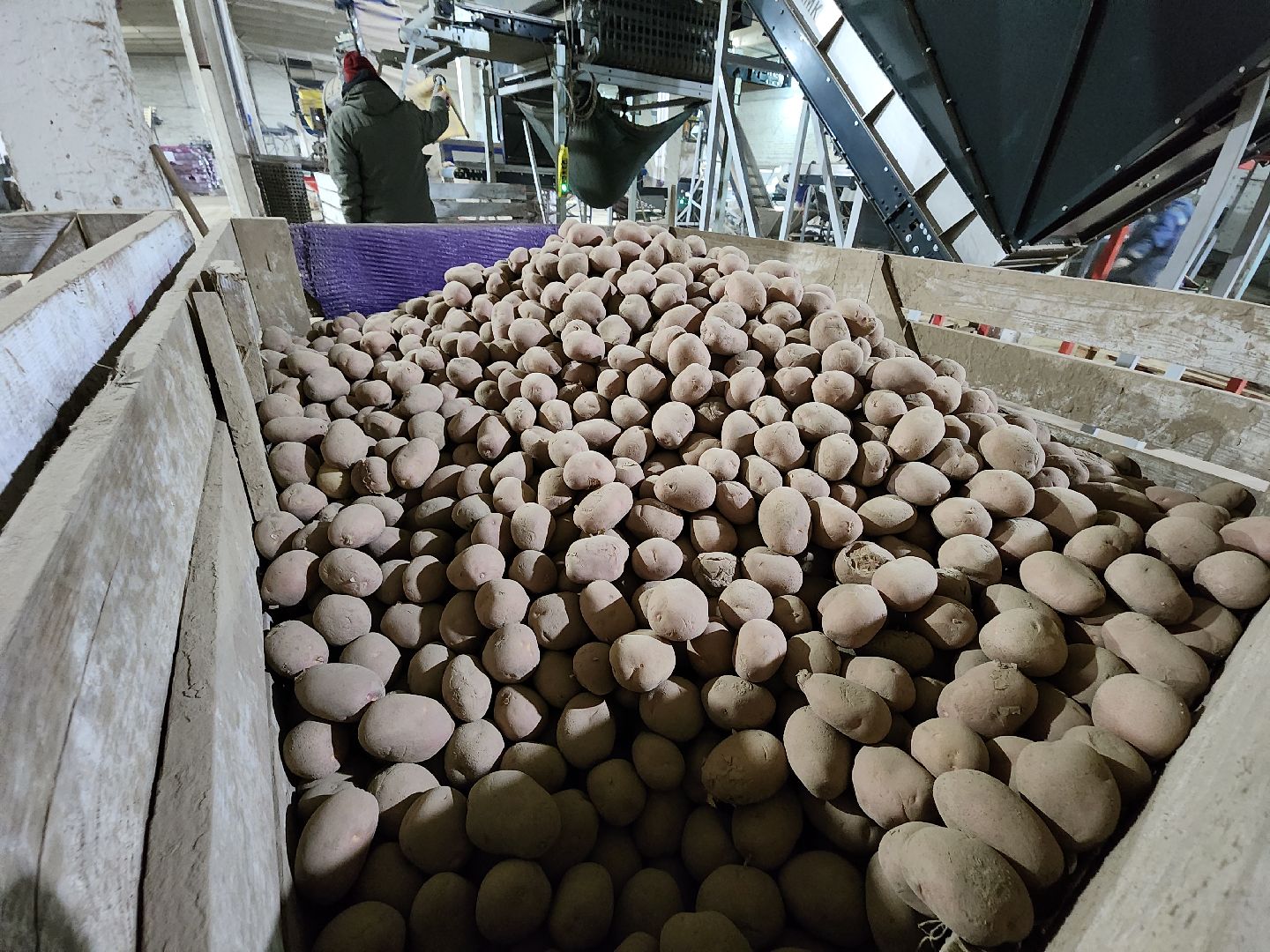 Егорьевск, Экономика, Подмосковье, овощехранилище, картофель, лесные дали, Московская область,