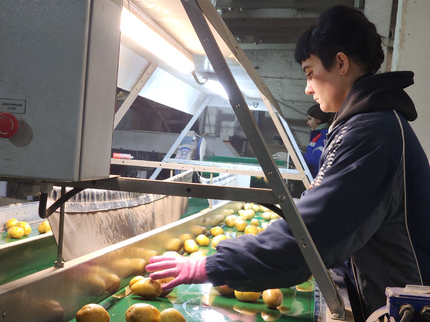 Егорьевск, Экономика, Подмосковье, овощехранилище, картофель, лесные дали, Московская область,