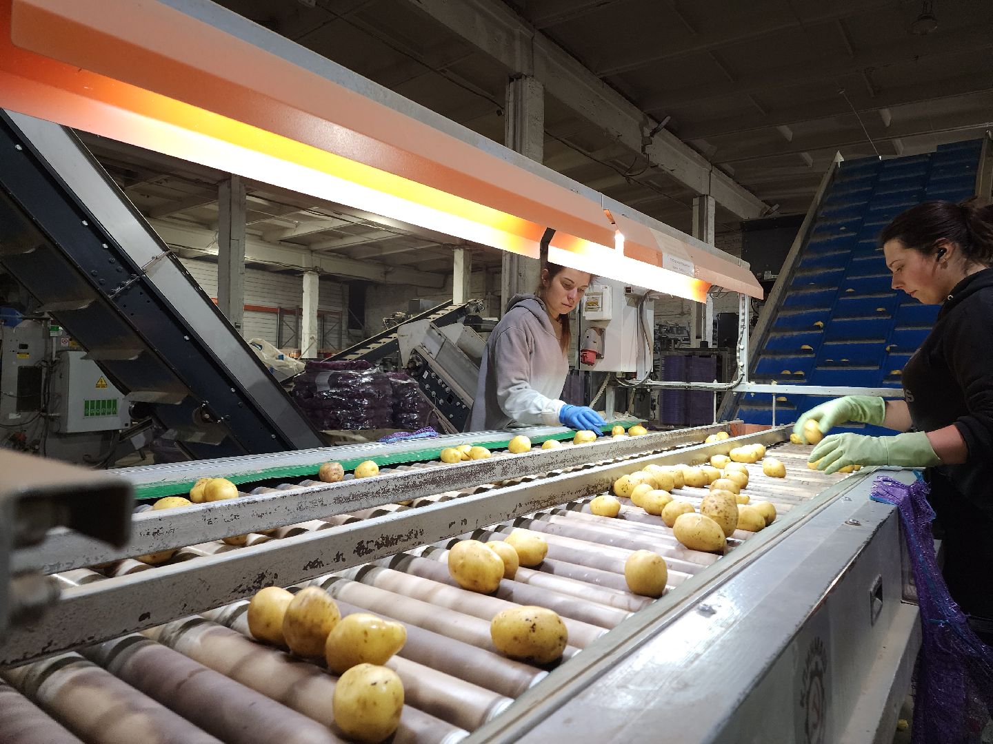 Егорьевск, Экономика, Подмосковье, овощехранилище, картофель, лесные дали, Московская область,