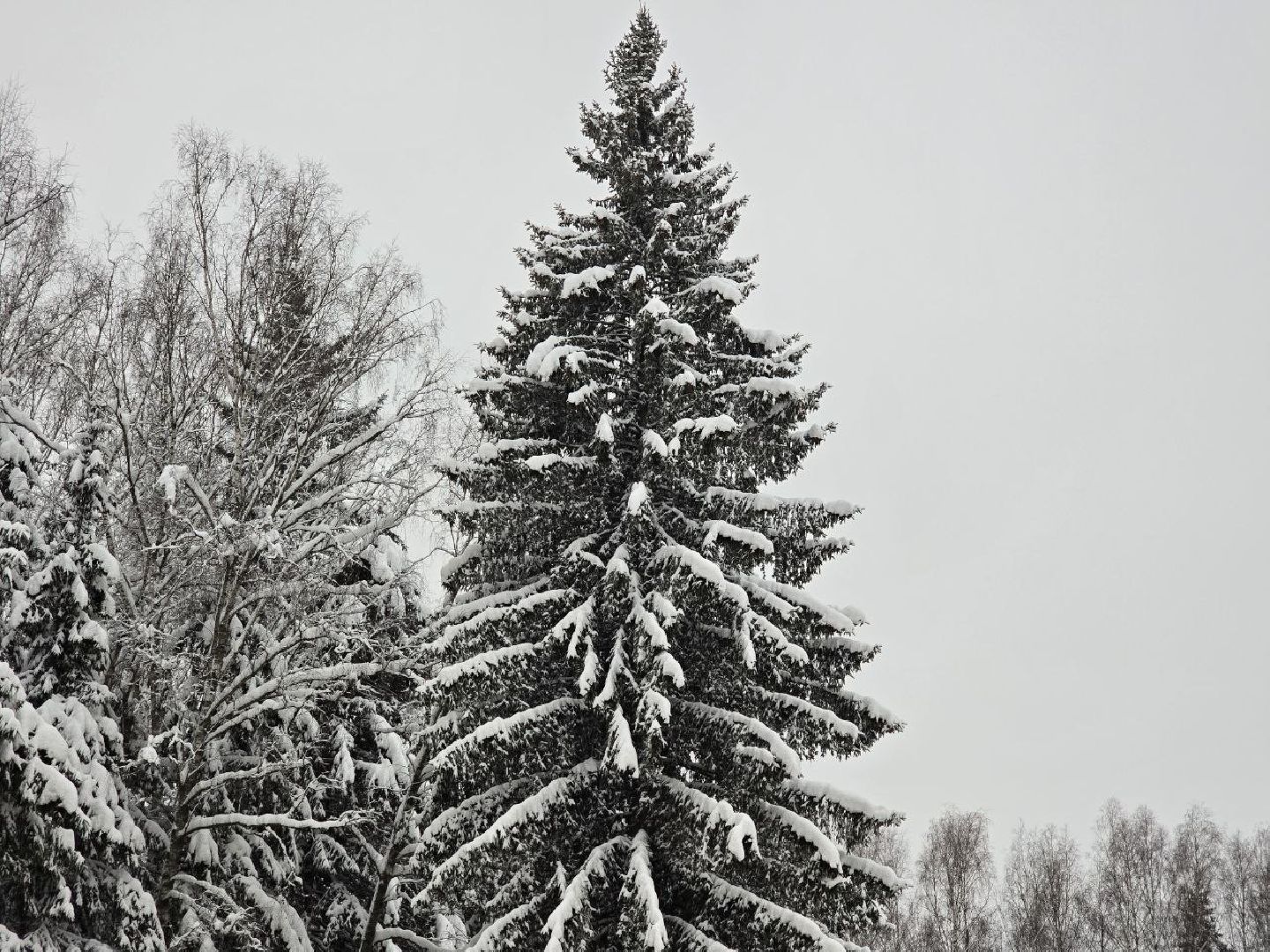 можайск, можайский городской округ, подмосковье, главная елка страны, новый год, праздник, кремль, соборная площадь, спил главной елки страны, московский кремль, вертикалки,